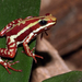 Anthony's Poison Arrow Frog - Photo (c) H. Krisp, some rights reserved (CC BY)