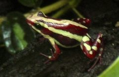 Anthony's Poison-Arrow Frog photo 5