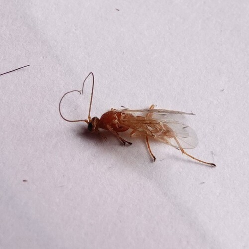 Pygostolus otiorhynchi