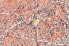 Prunella atrogularis