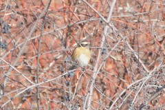 Prunella atrogularis