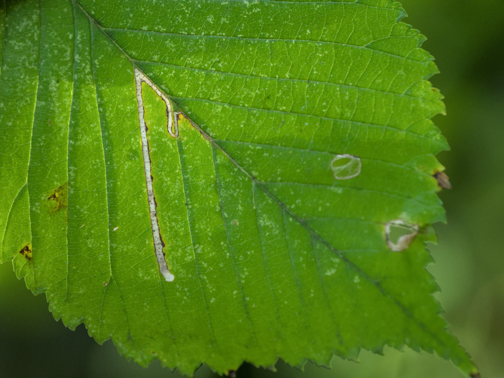 Bucculatrix ulmifoliae
