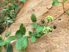 Gynochthodes ammitia