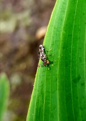 Teleopsis quadriguttata