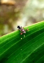 Teleopsis quadriguttata