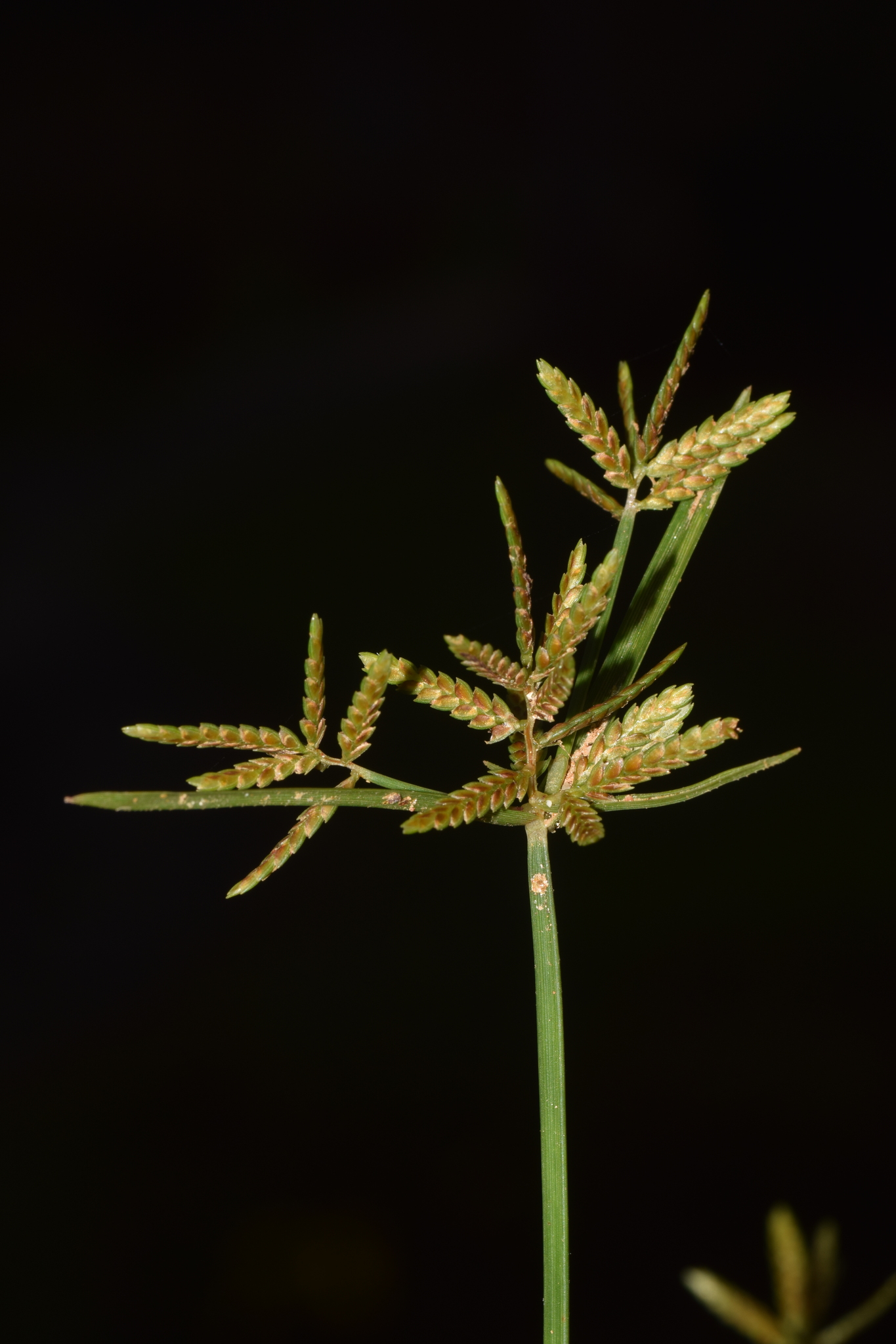 Cyperus microiria