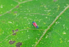 Cardioscarta flavifrons