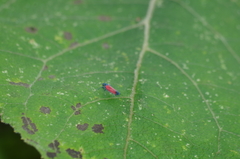 Cardioscarta flavifrons