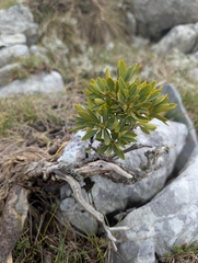 (c) Grzegorz Grzejszczak, some rights reserved (CC BY-SA) Daphne oleoides, photograph (c) Grzegorz Grzejszczak, some rights reserved (CC BY-SA)