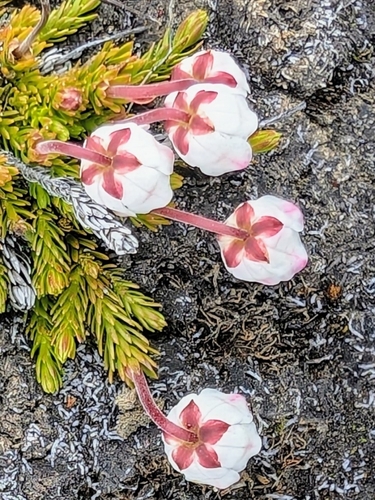 Moss Bell-heather (Harrimanella hypnoides)