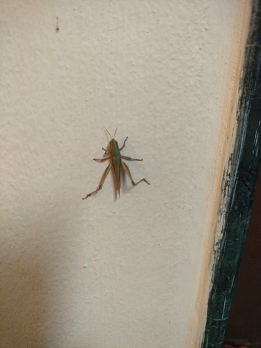 Spathosternum prasiniferum