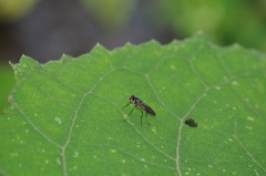 Tanypezidae