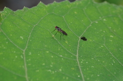Tanypezidae