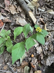 Solidago flexicaulis
