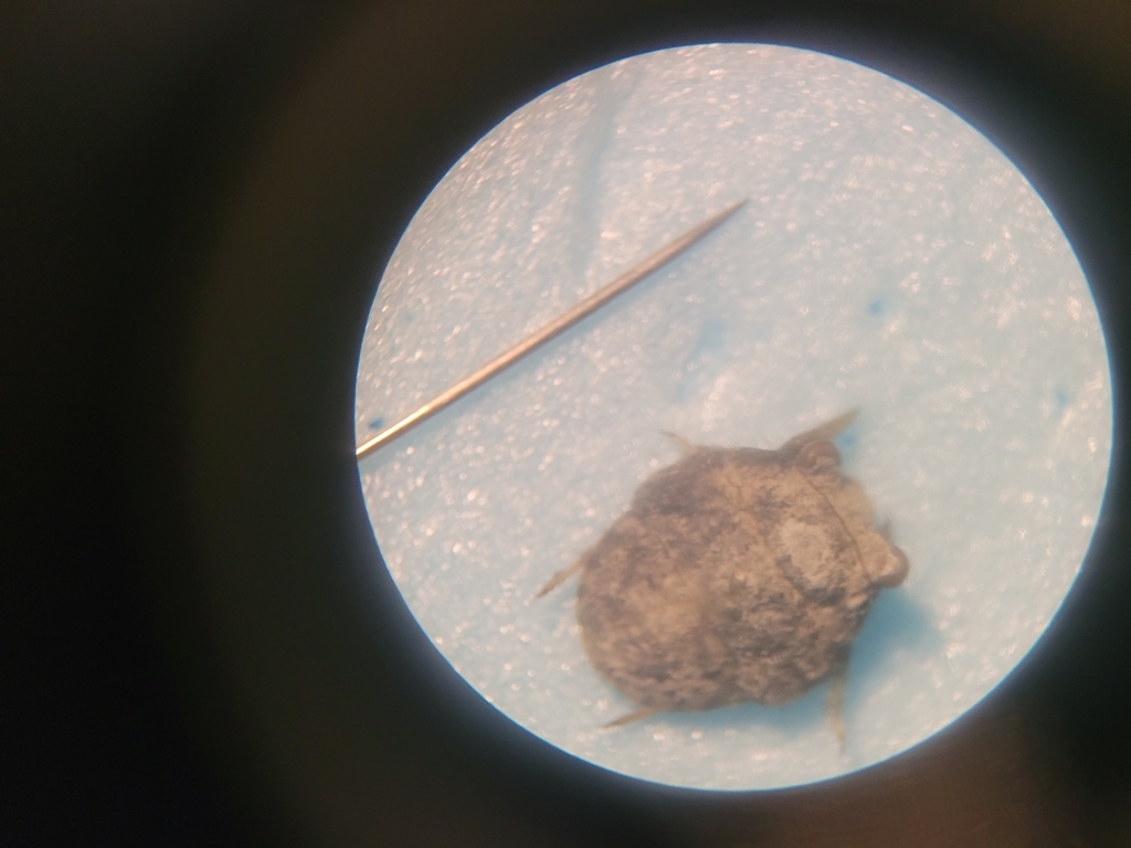 Big-eyed Toad Bug from Johnston Terrace, Austin, TX, USA on October 23 ...