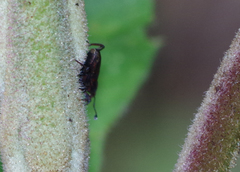 Rhodobaenus