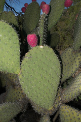 Opuntia durangensis