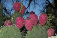 Opuntia durangensis