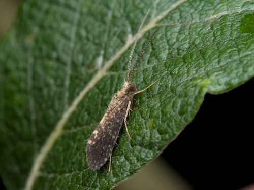 Cyrnus trimaculatus