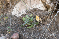 Echeveria paniculata