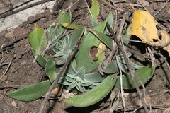 Echeveria paniculata