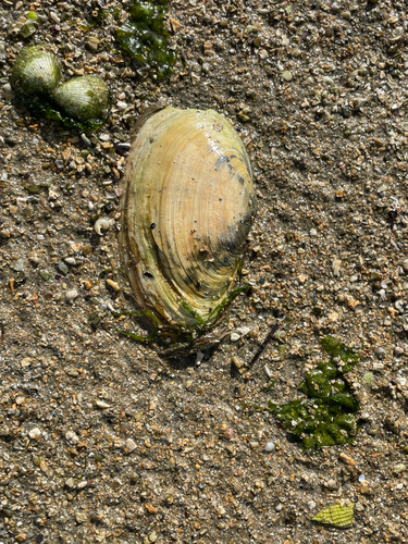 Mya arenaria