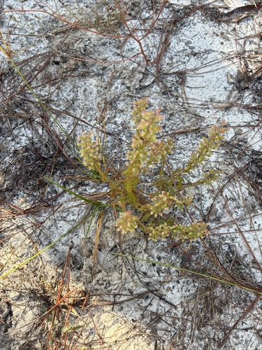 Dicerandra densiflora, photograph 5