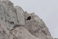 Cinclodes antarcticus