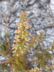 Dicerandra densiflora, photograph (c) meflowers900, some rights reserved (CC BY)