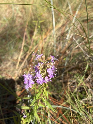 Florida balm (Dicerandra densiflora)