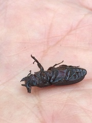 Nigidius delegorguei