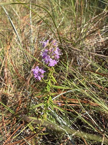 Dicerandra densiflora, photograph 4
