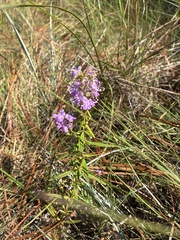 Dicerandra densiflora, photograph (c) meflowers900, some rights reserved (CC BY)
