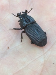 Nigidius delegorguei