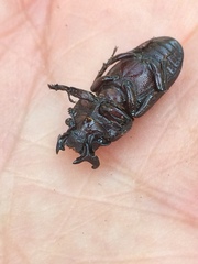 Nigidius delegorguei