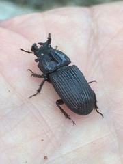 Nigidius delegorguei