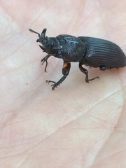 Nigidius delegorguei