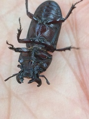 Nigidius delegorguei