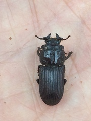 Nigidius delegorguei