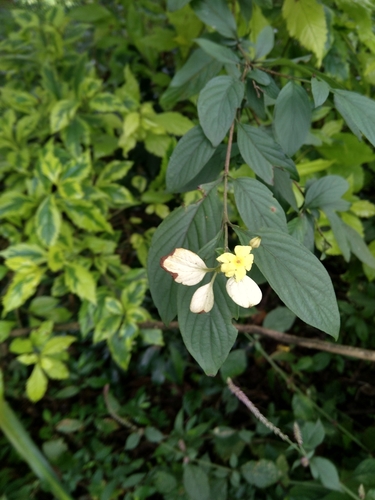Pseudomussaenda flava