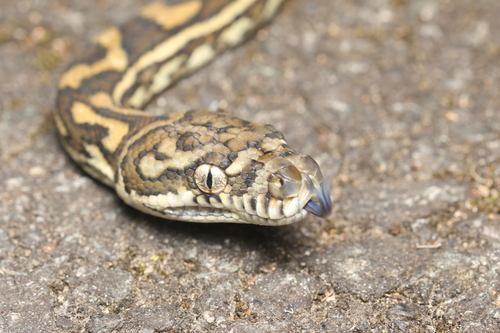 Coastal Carpet Python sighting