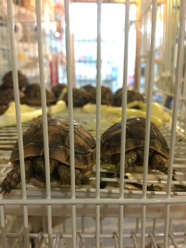 Testudinidae