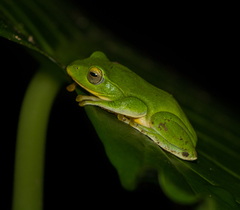 Zhangixalus taipeianus