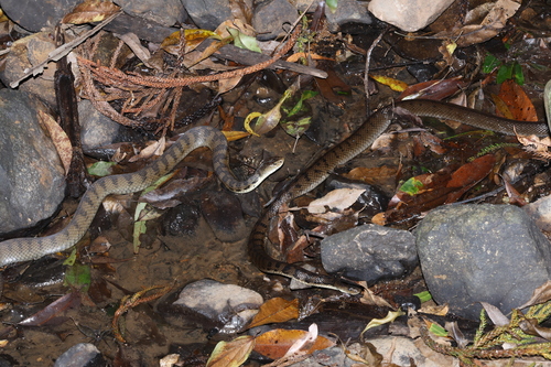 Rough-scaled Snake sighting