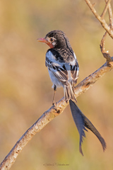 Alectrurus risora
