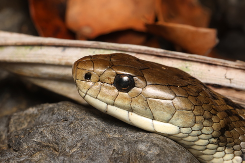 Rough-scaled Snake sighting