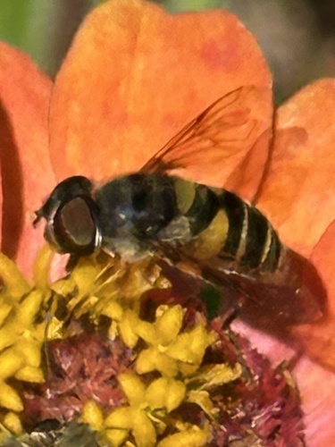 Unknown species found near N Canterbury Rd, Fayetteville, AR, US