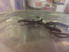 Paramesotriton labiatus