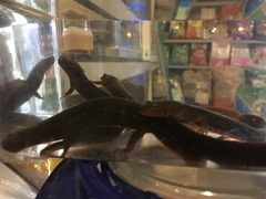 Paramesotriton labiatus