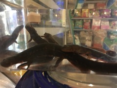 Paramesotriton labiatus